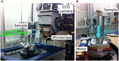 Investigating the Mechanical Characteristics of Bone-Metal Implant Interface Using in situ Synchrotron Tomographic Imaging